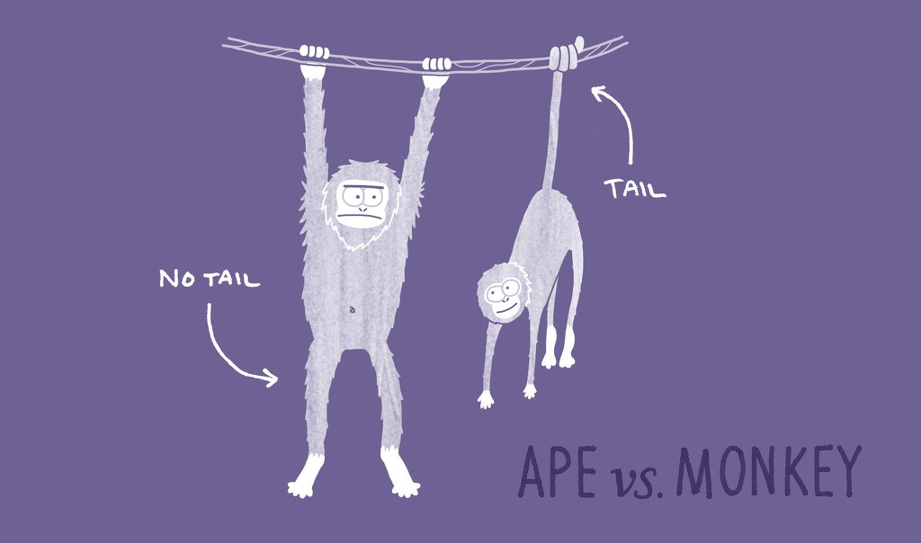 은근 헷갈리는 비슷비슷한 동물들 구별하는 법! | 인스티즈