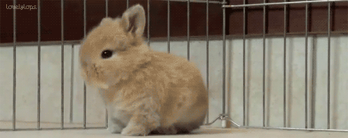 ?? : 토끼는 멍충해 주인도 못알아봐 | 인스티즈