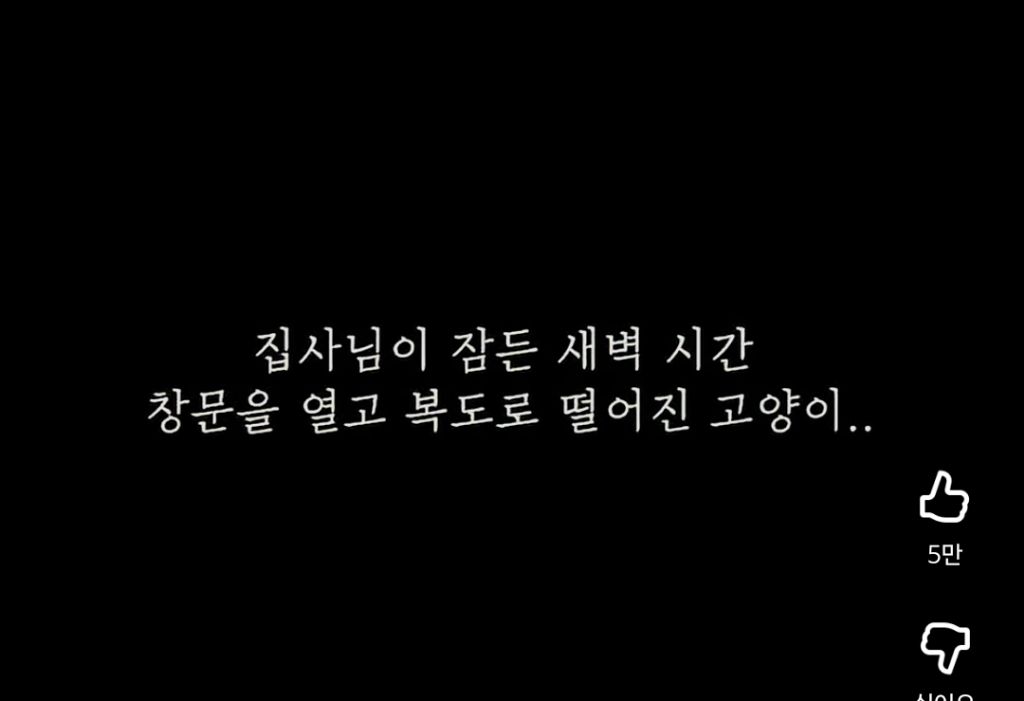 고양이 잃어버렸던 집사가 보자마자 무너진 흔적ㅠ | 인스티즈