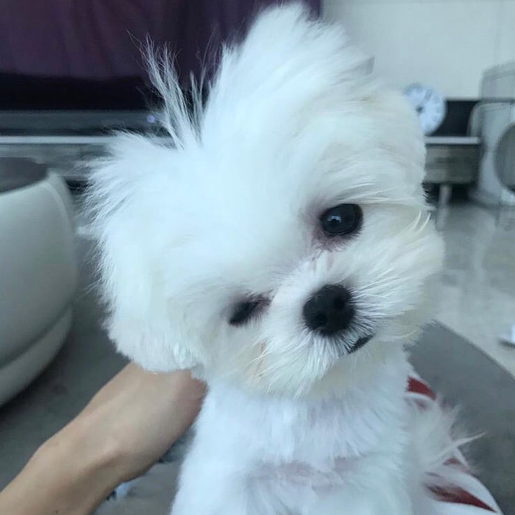 슈퍼주니어 이특이 키우는 반려견 심쿵.jpg | 인스티즈