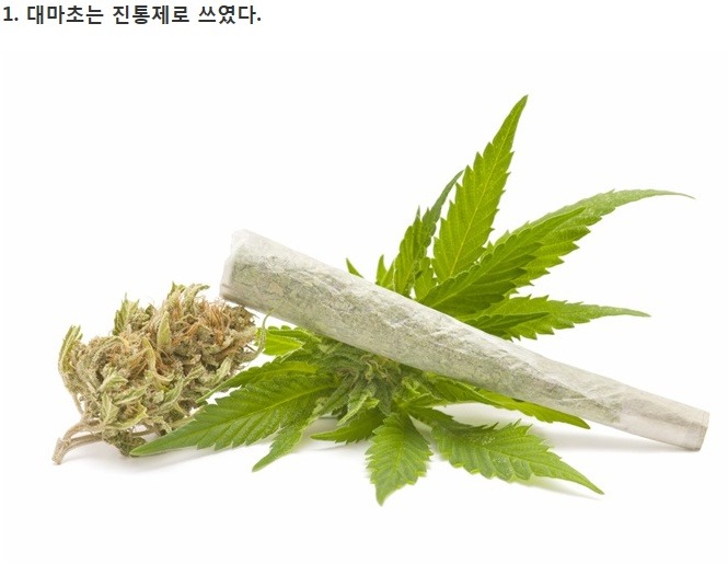 대마초에 관한 7가지 이야기 | 인스티즈