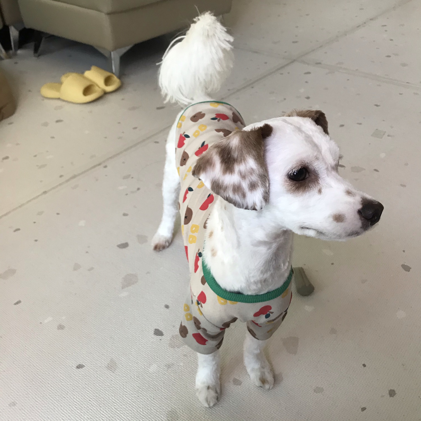 유기견 남매 데려왔는데 너무 귀여워ㅠㅠ 근데 너무 커버렸어;; | 인스티즈