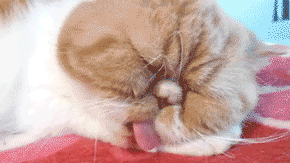 고장난 고양이 모음.gif(데이터주의) | 인스티즈