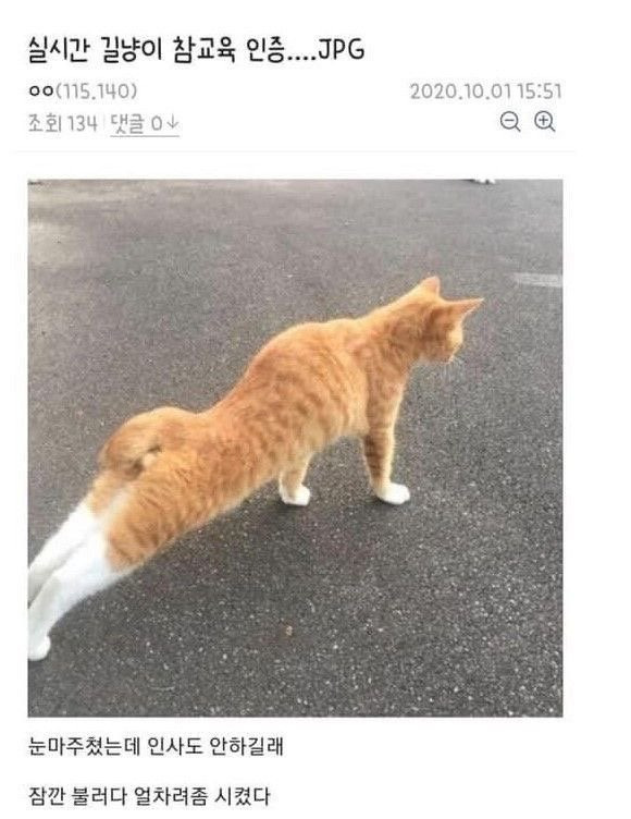실시간 길냥이 참교육 인증 | 인스티즈