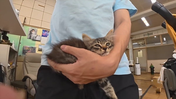 아기 고양이 냥줍했는데 반응 난리난 일본 유튜버.jpg | 인스티즈