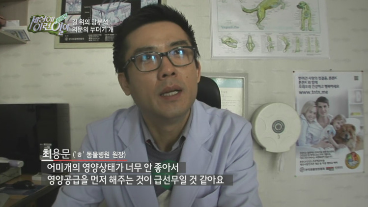 [세상에이런일이] 도로위에 망부석이 되서 주인을 기다리는 강아지.jpg | 인스티즈