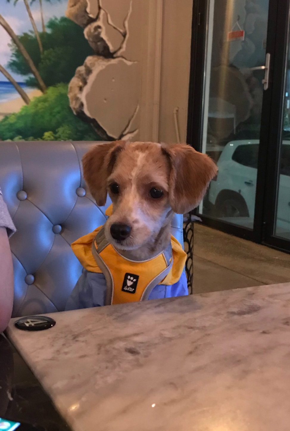 유기견 남매 데려왔는데 너무 귀여워ㅠㅠ 근데 너무 커버렸어;; | 인스티즈