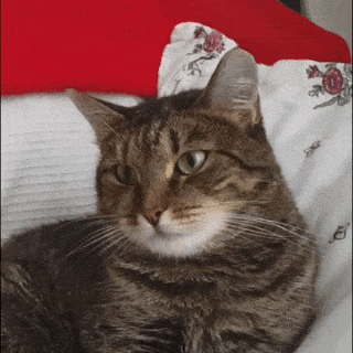 고장난 고양이 모음.gif(데이터주의) | 인스티즈