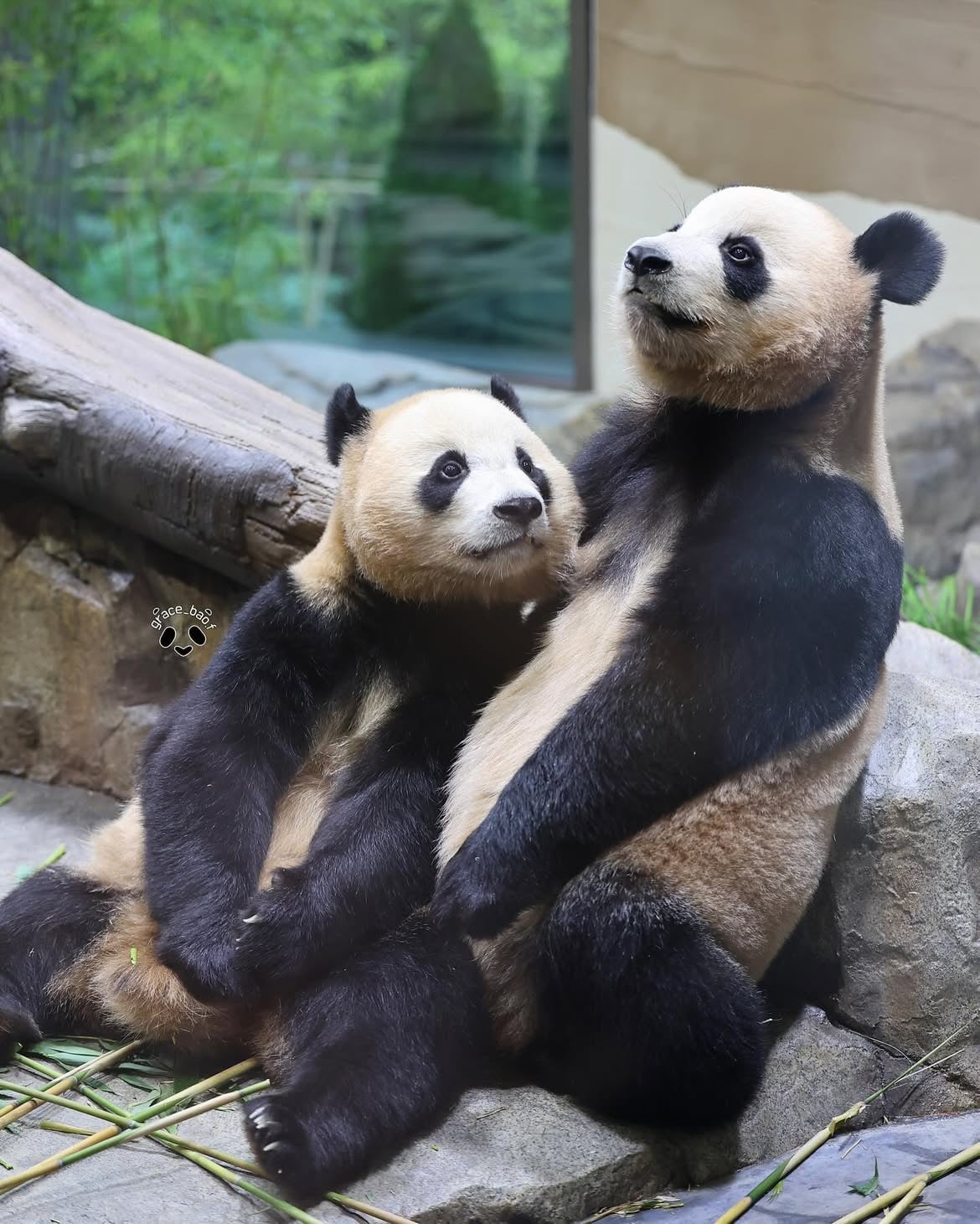 언니한테서 또 쭈쭈 찾는 후이바오🐼 | 인스티즈
