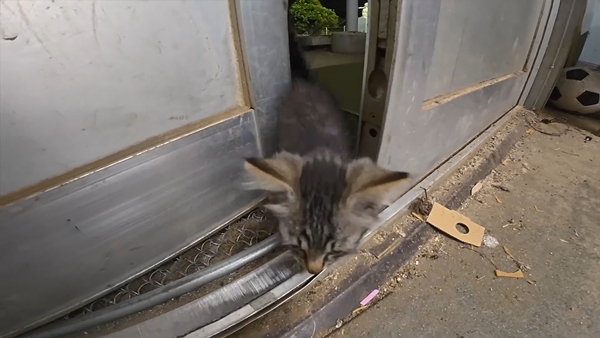 아기 고양이 냥줍했는데 반응 난리난 일본 유튜버.jpg | 인스티즈