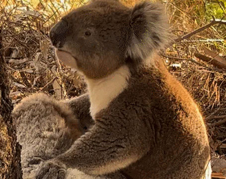 죽은 아내를 꼭 껴안는 수컷 코알라 | 인스티즈
