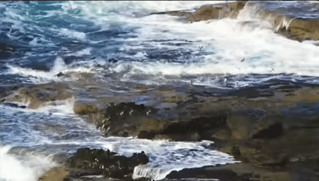 거친파도와 절벽을 뚫고 직진하는 바위뛰기펭귄.gif | 인스티즈