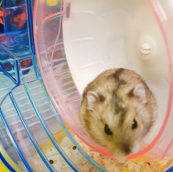 옆반애한테 학대당하던 햄스터 구출 (햄스터사진주의) | 인스티즈