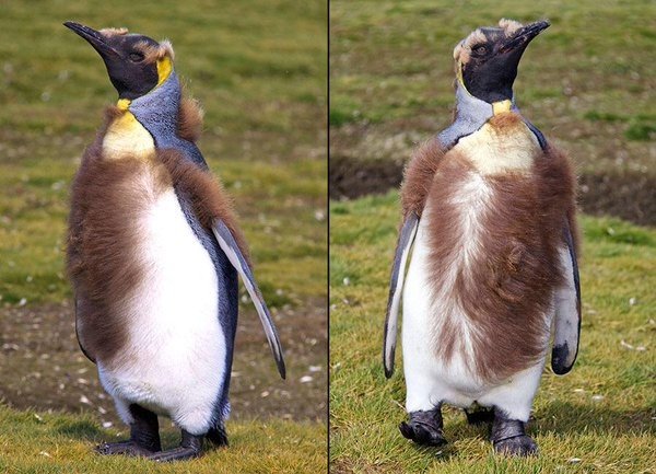 펭귄들이 가장 패셔너블해진다는 털갈이 시기 | 인스티즈