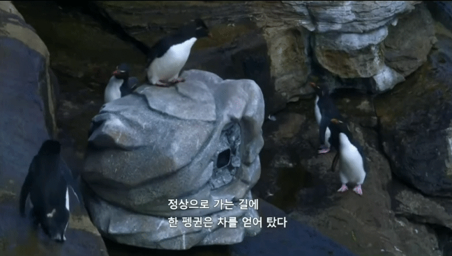 거친파도와 절벽을 뚫고 직진하는 바위뛰기펭귄.gif | 인스티즈