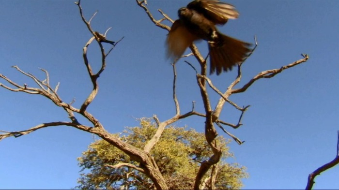 까마귀의 지능에 대한 고찰.jpg | 인스티즈