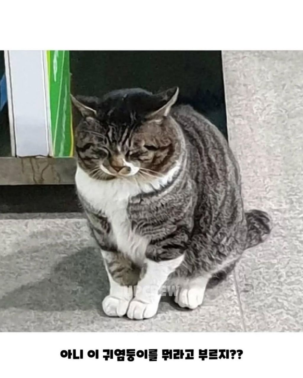 경상도에서 고양이 부르는 말 | 인스티즈