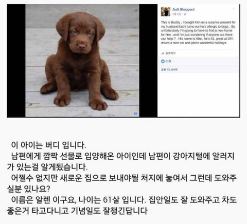 남편이 개털 알레르기가 있네요;; 입양 보냅니다 | 인스티즈