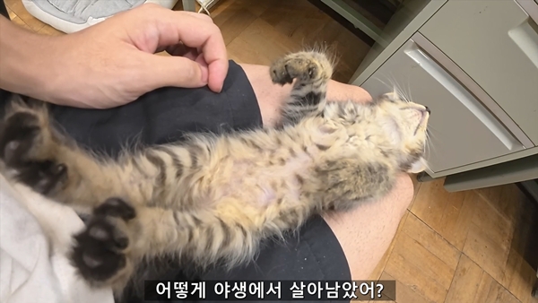 아기 고양이 냥줍했는데 반응 난리난 일본 유튜버.jpg | 인스티즈