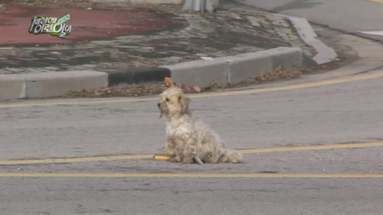 [세상에이런일이] 도로위에 망부석이 되서 주인을 기다리는 강아지.jpg | 인스티즈