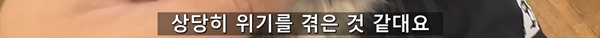 아기 고양이 냥줍했는데 반응 난리난 일본 유튜버.jpg | 인스티즈