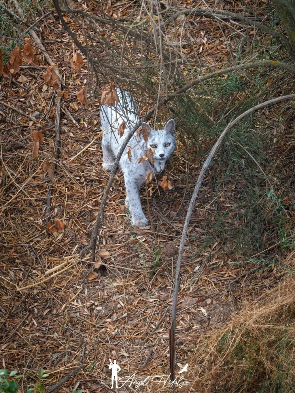 며칠 전 세계 최초로 공개 된 동물.jpg | 인스티즈