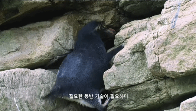 거친파도와 절벽을 뚫고 직진하는 바위뛰기펭귄.gif | 인스티즈