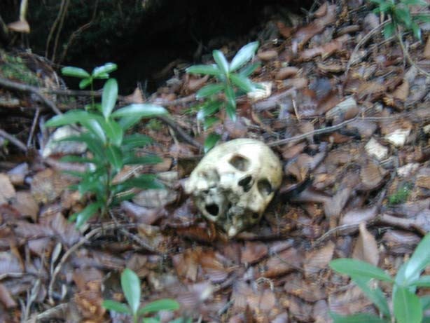 일본의 죽음의 숲 (일본 내 자살1위) 아오키가하라 사진. (시체 , 심약자, 비위약한사람들 보면안됨) | 인스티즈