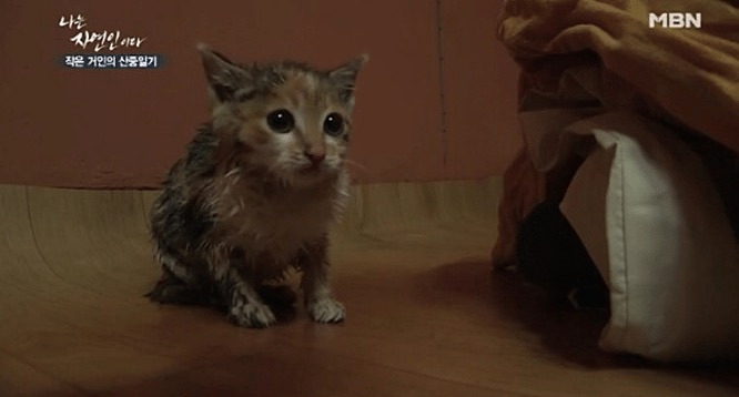 나는 자연인이다 솥에 고양이를 넣고.. | 인스티즈