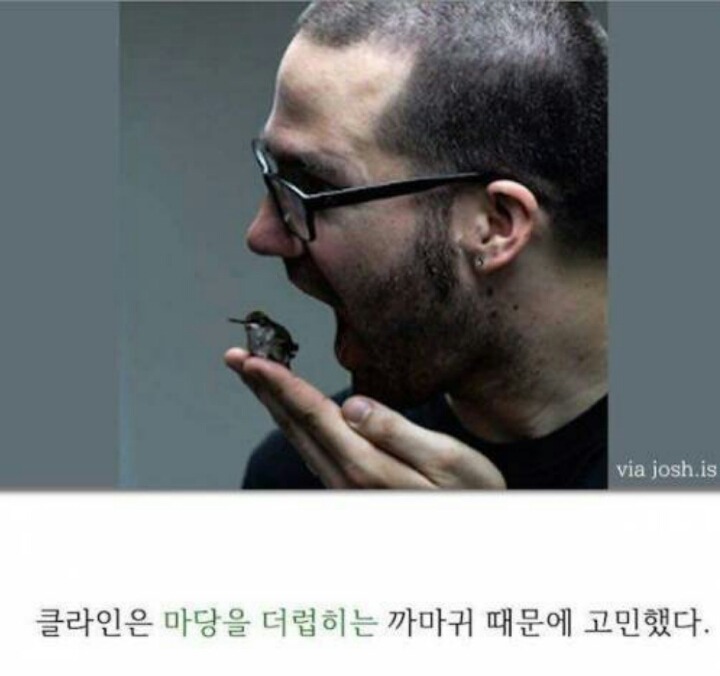 까마귀의 지능에 대한 고찰.jpg | 인스티즈