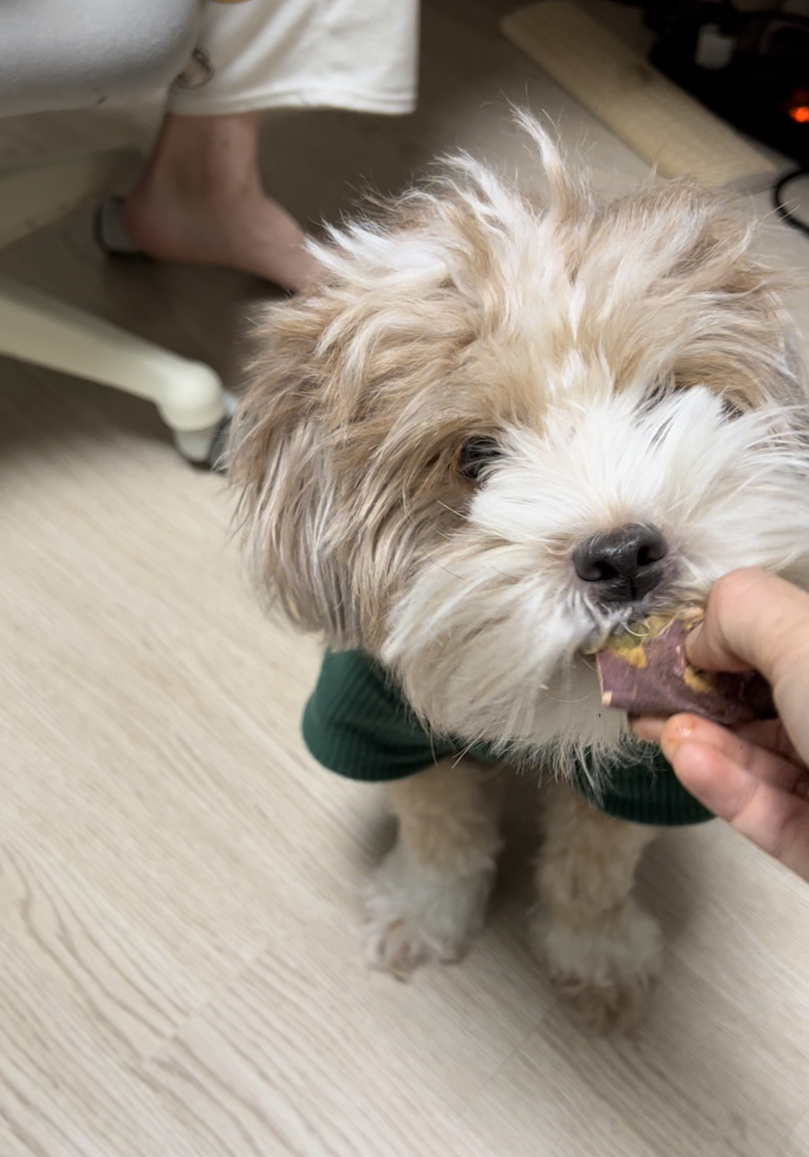 유기견 남매 데려왔는데 너무 귀여워ㅠㅠ 근데 너무 커버렸어;; | 인스티즈
