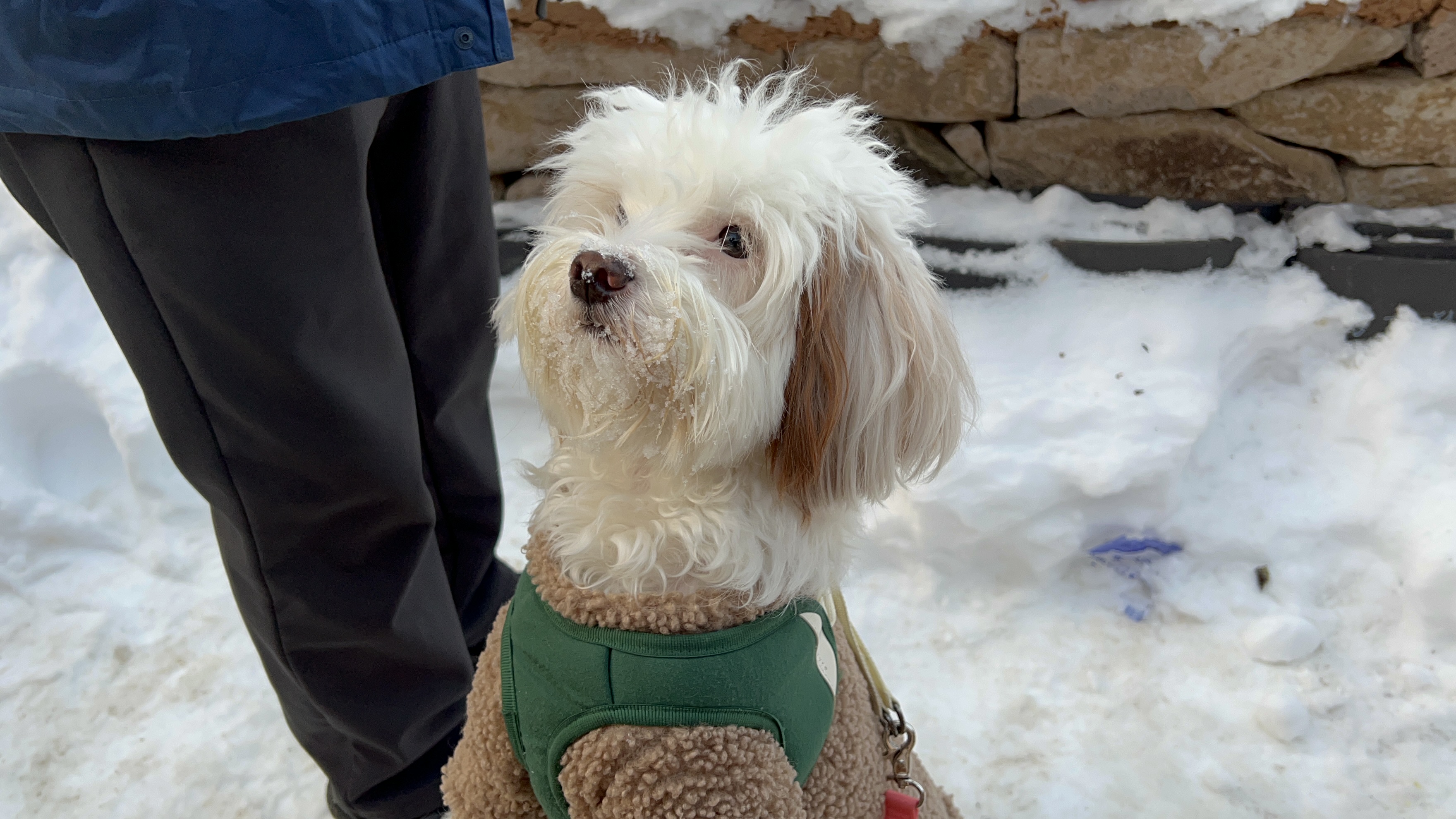 유기견 남매 데려왔는데 너무 귀여워ㅠㅠ 근데 너무 커버렸어;; | 인스티즈