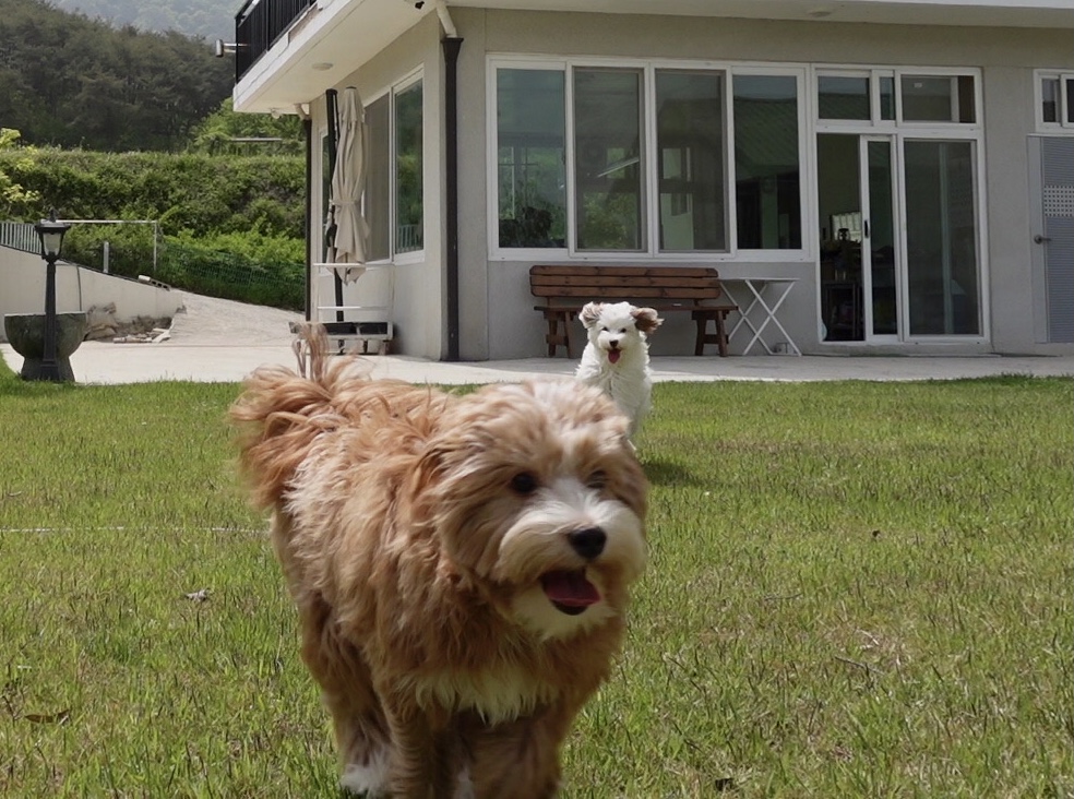 유기견 남매 데려왔는데 너무 귀여워ㅠㅠ 근데 너무 커버렸어;; | 인스티즈