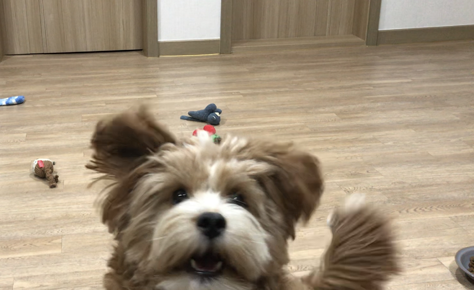 유기견 남매 데려왔는데 너무 귀여워ㅠㅠ 근데 너무 커버렸어;; | 인스티즈