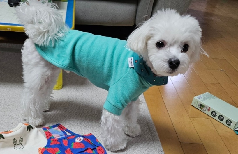 사람들이 개모차 쓰는 진짜 이유 | 인스티즈