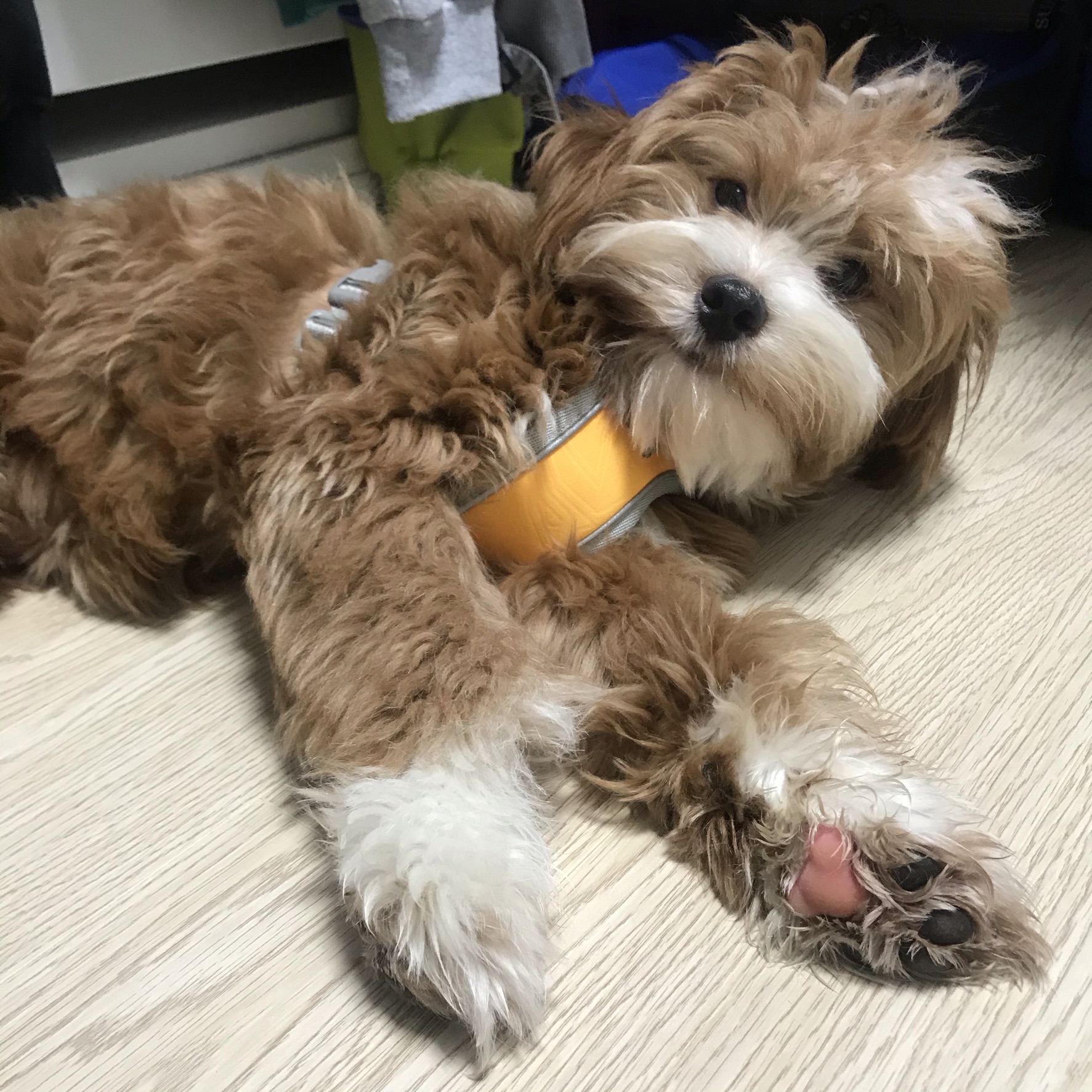 유기견 남매 데려왔는데 너무 귀여워ㅠㅠ 근데 너무 커버렸어;; | 인스티즈