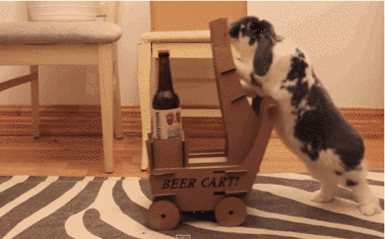 ?? : 토끼는 멍충해 주인도 못알아봐 | 인스티즈