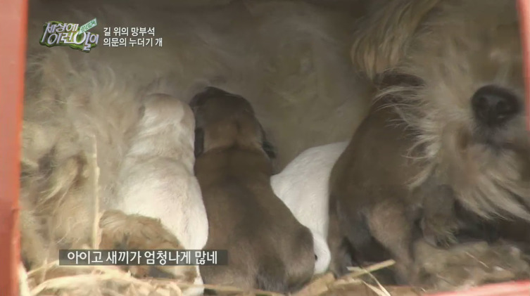 [세상에이런일이] 도로위에 망부석이 되서 주인을 기다리는 강아지.jpg | 인스티즈