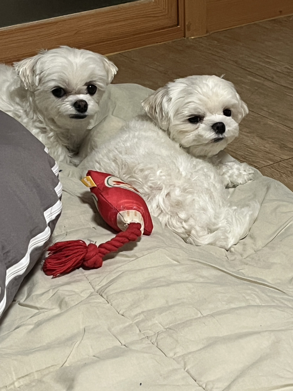 어제 술취해서 기억안나는데ㅋ 강아지들이 경멸스럽게 쳐다보네ㅠㅋ | 인스티즈