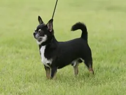 사람들이 개모차 쓰는 진짜 이유 | 인스티즈
