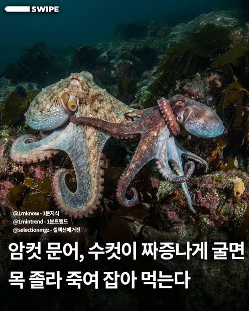 문어 다 똑같이 생겻는데 암문어가 볼땐 빻문어 잘문어가 잇다는게 정말 웃김 | 인스티즈