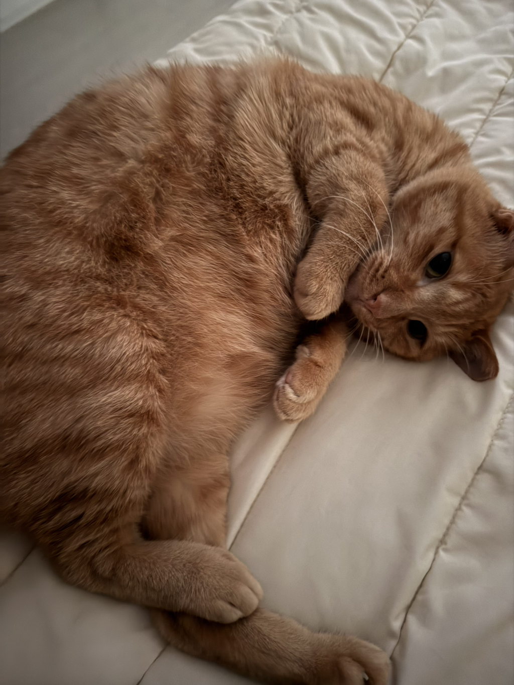 우리 고양이는 꼭 이러고 자.. 다들 이래? | 인스티즈