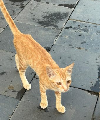 고양이 : 날씨가 너무 추워서 먹을게 없어요.. 한달만 집에서 지낼수있을까요…? | 인스티즈