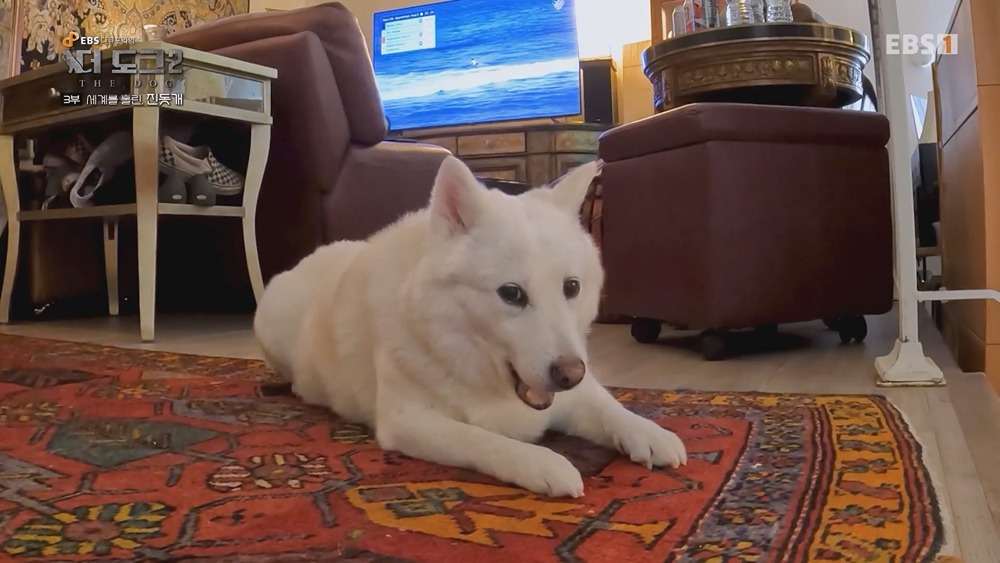 미국 입양가서 확대 당했다는 진돗개 | 인스티즈