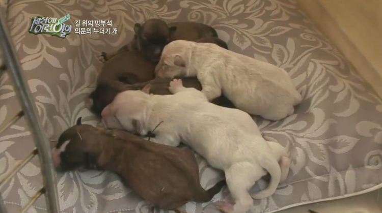 [세상에이런일이] 도로위에 망부석이 되서 주인을 기다리는 강아지.jpg | 인스티즈