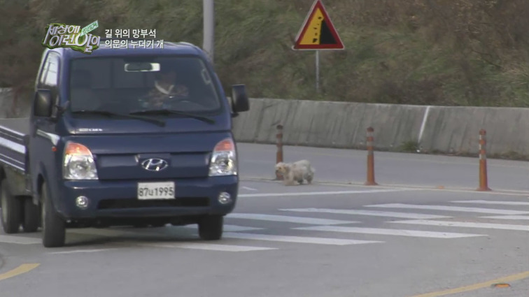 [세상에이런일이] 도로위에 망부석이 되서 주인을 기다리는 강아지.jpg | 인스티즈