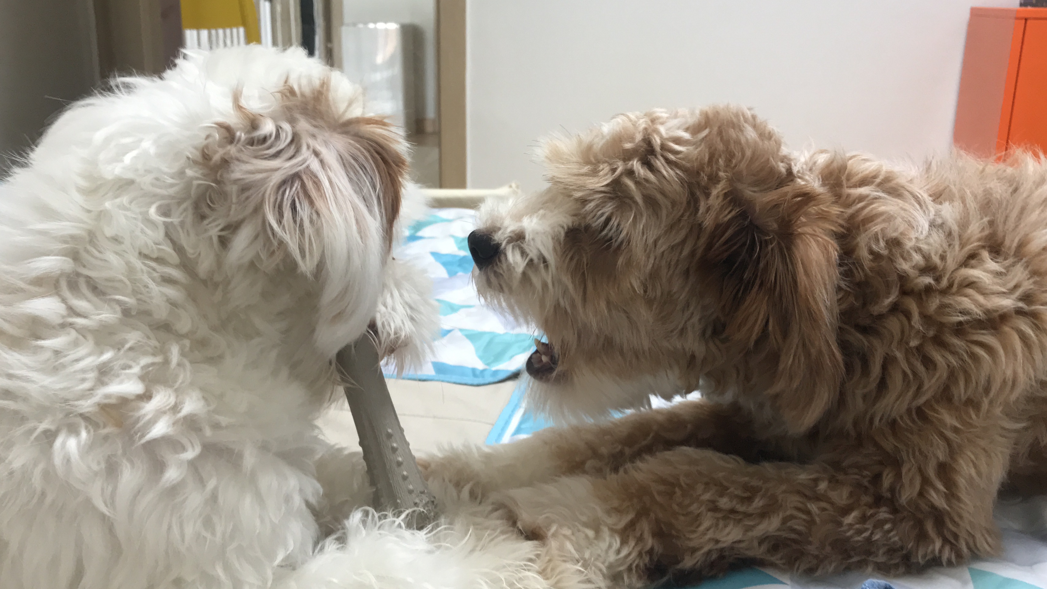 유기견 남매 데려왔는데 너무 귀여워ㅠㅠ 근데 너무 커버렸어;; | 인스티즈