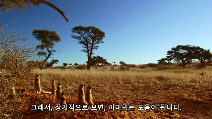 까마귀의 지능에 대한 고찰.jpg | 인스티즈