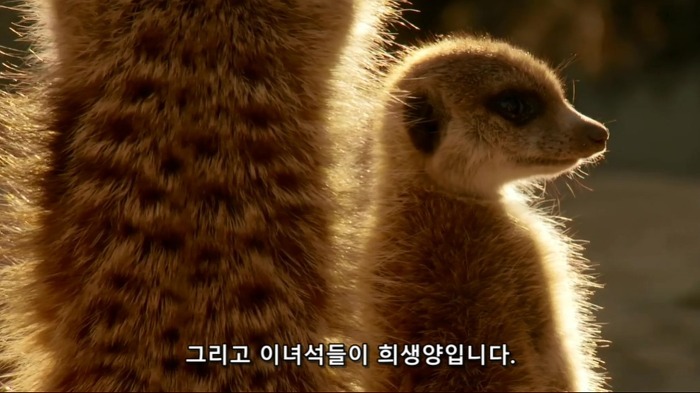 까마귀의 지능에 대한 고찰.jpg | 인스티즈