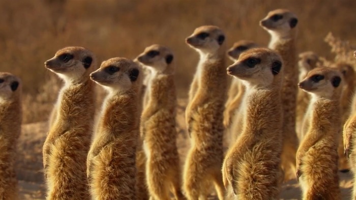 까마귀의 지능에 대한 고찰.jpg | 인스티즈